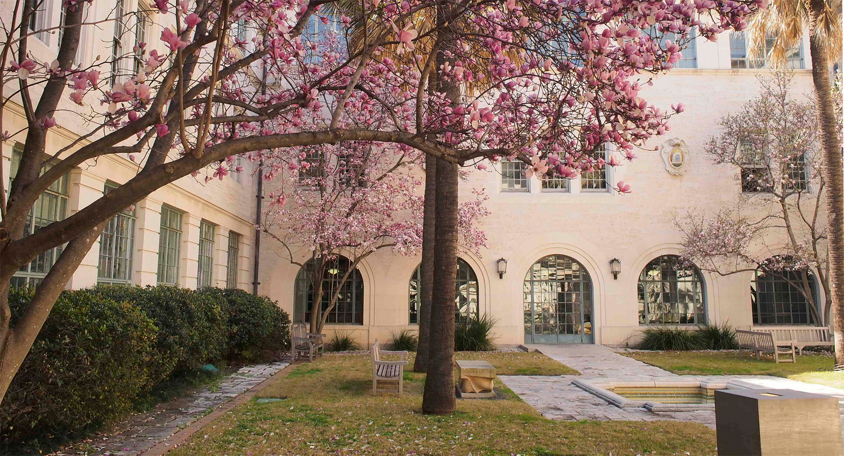 courtyard with magnolia tree in bloom